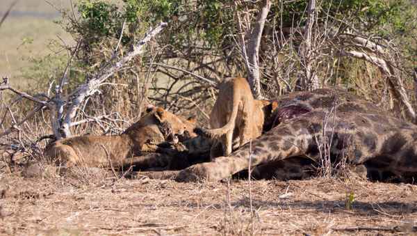 Chobe NP - Mahlzeit