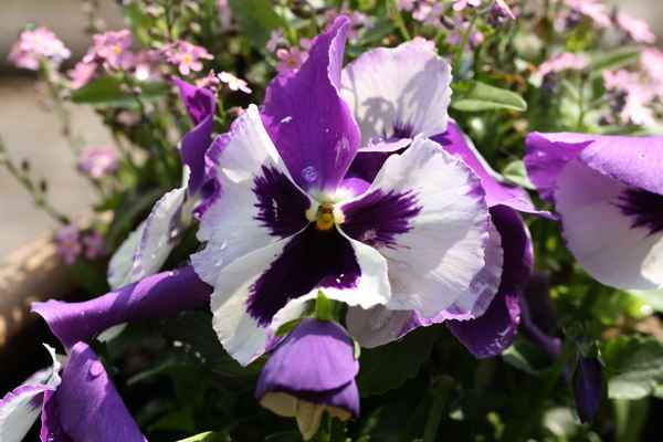 Stiefmütterchenblüte