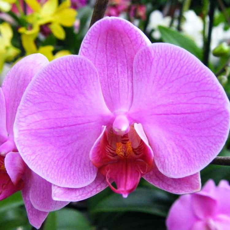 Orchideenblüte pink