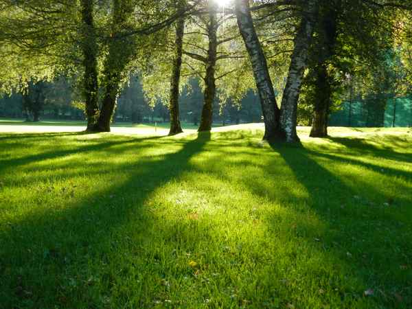 Frühling im Birkenhain