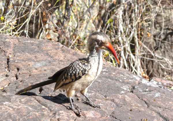 Hornbil - Rotschnabel-Toko