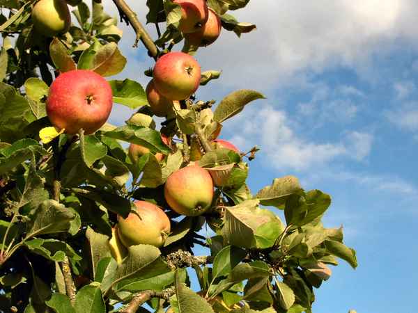 Äpfel frisch vom Baum