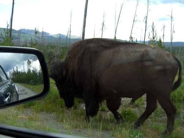 Bison 14
