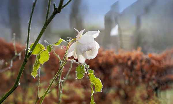 Eisblume
