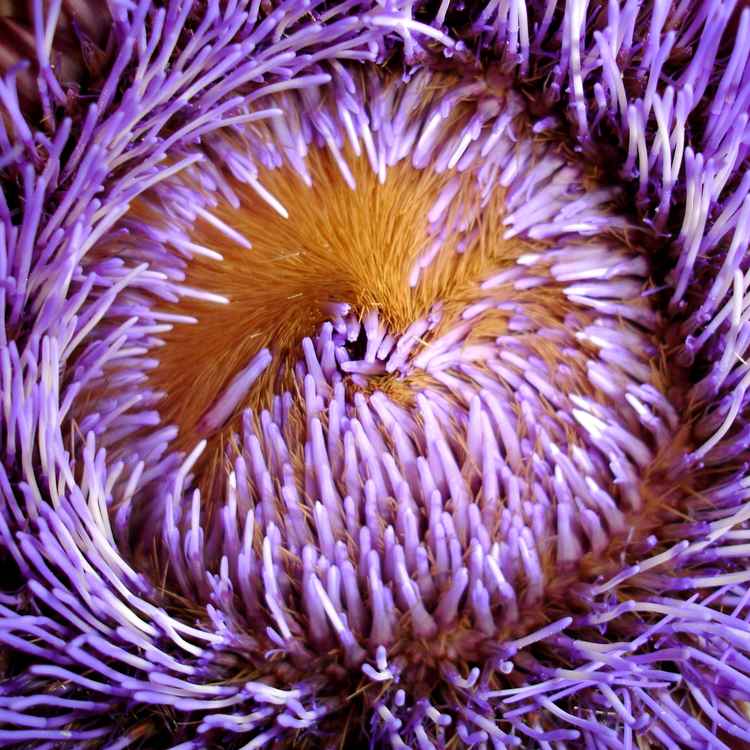 Artischocken blühen auch