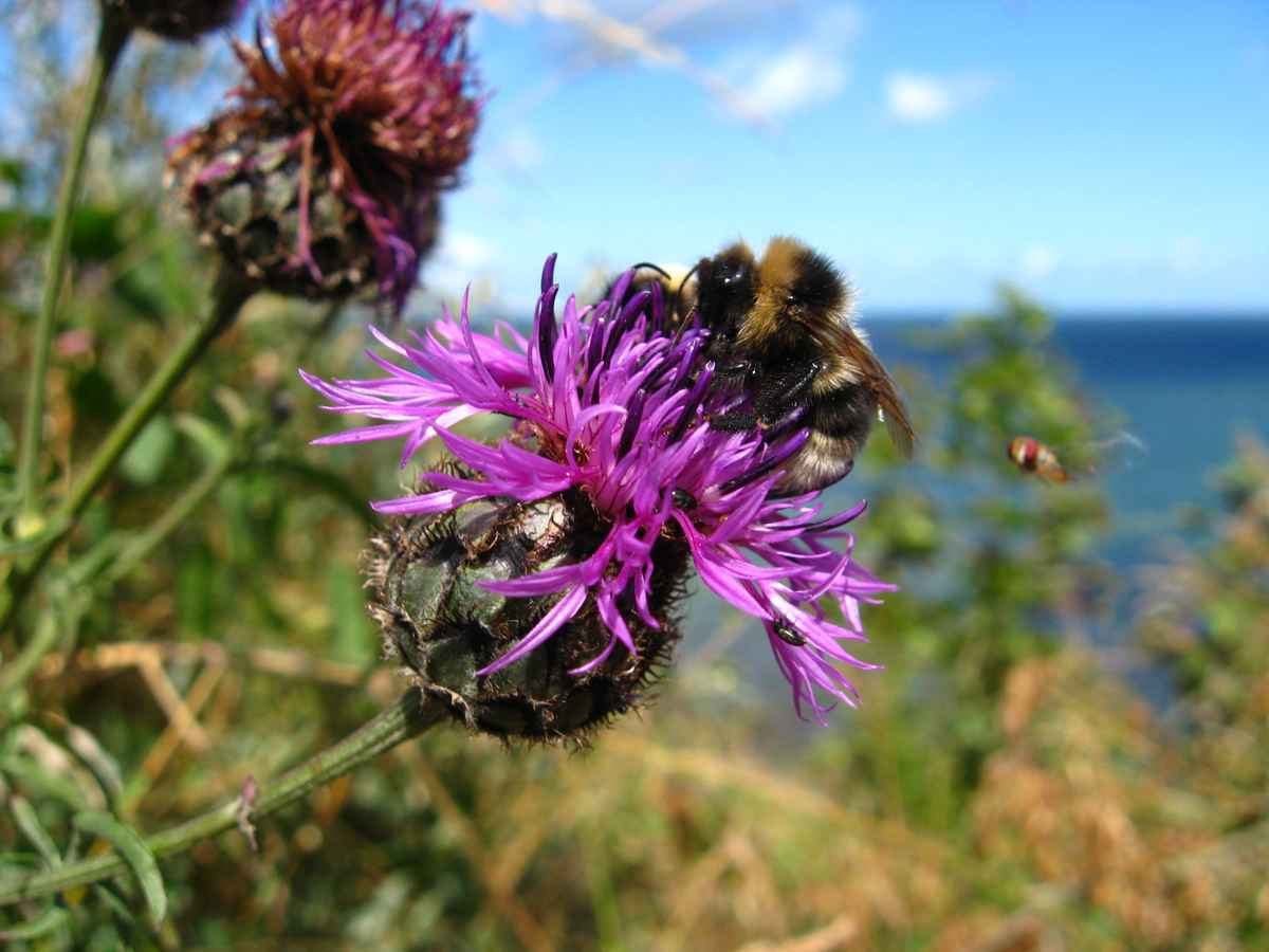 Hummel beim Tanken