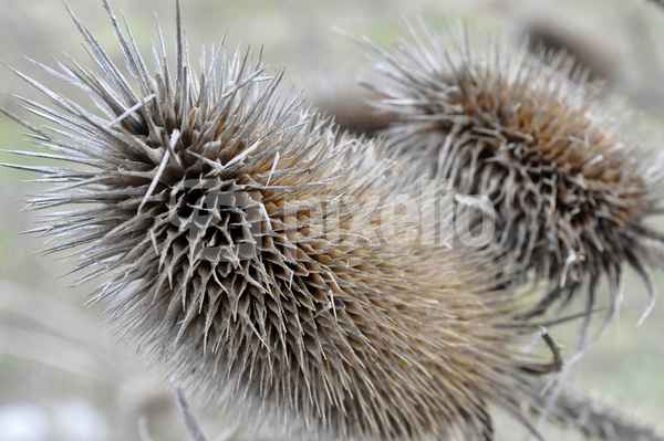 stachelige Gesellen