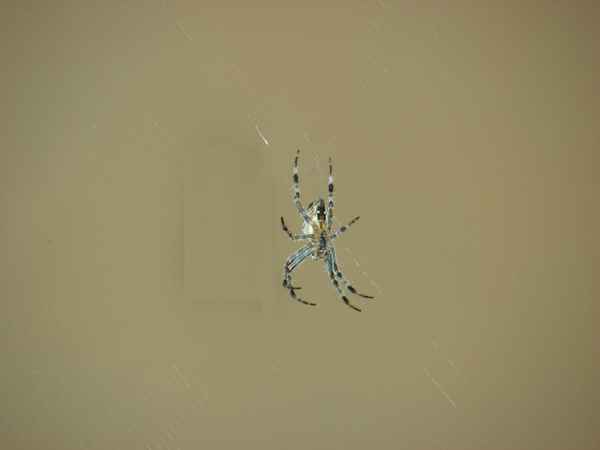 Radnetzspinne