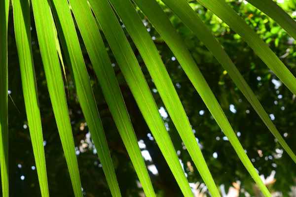 Unter der Palme