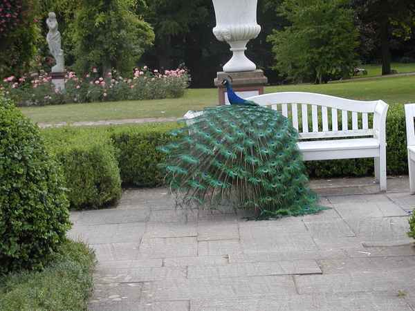 Der Pfau besteigt die Bank