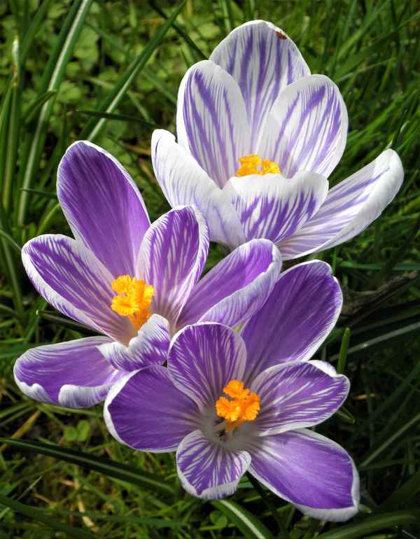 Frühling liegt in der Luft