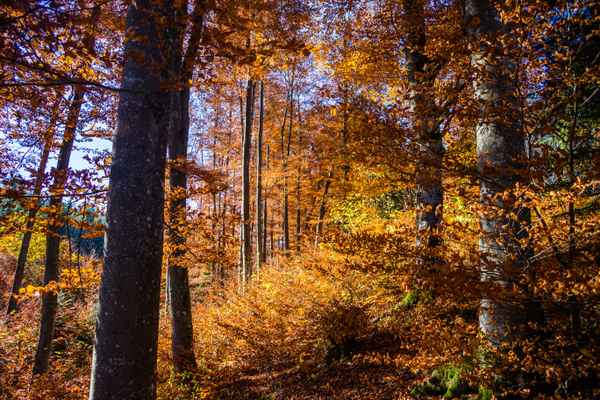 Buchenwald im Herbst 01