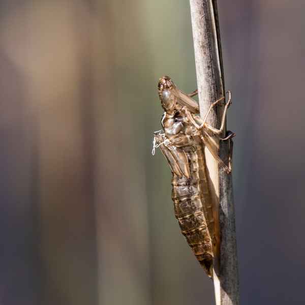 frisch geschlüpft-2