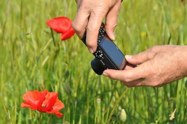 der Klatschmohn  Fotograf