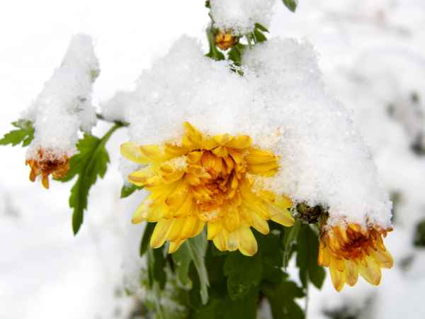 Blumen im Schnee