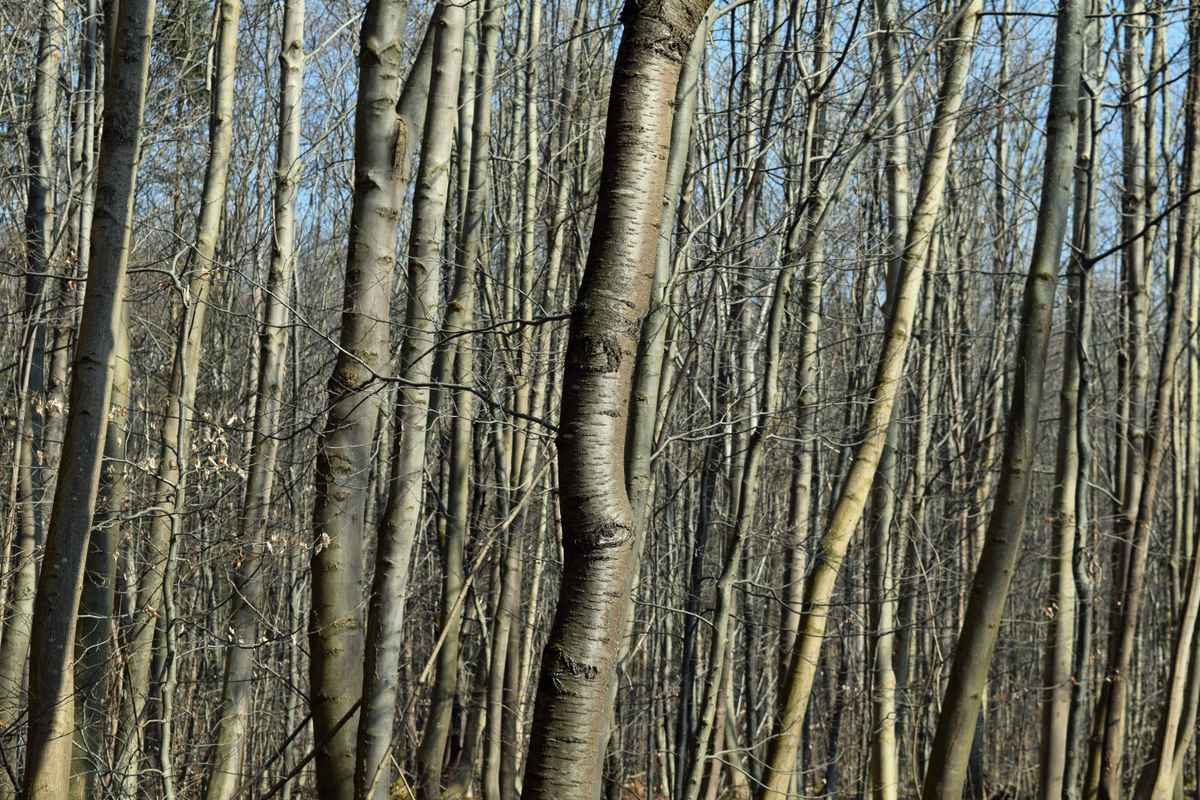 Noch sind die Bäume kahl 02