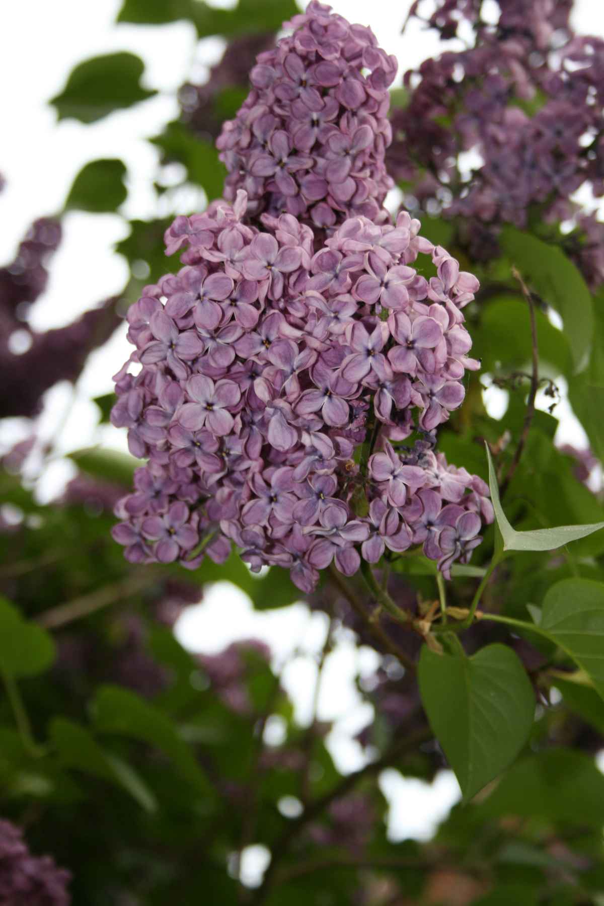 Blauer Flieder