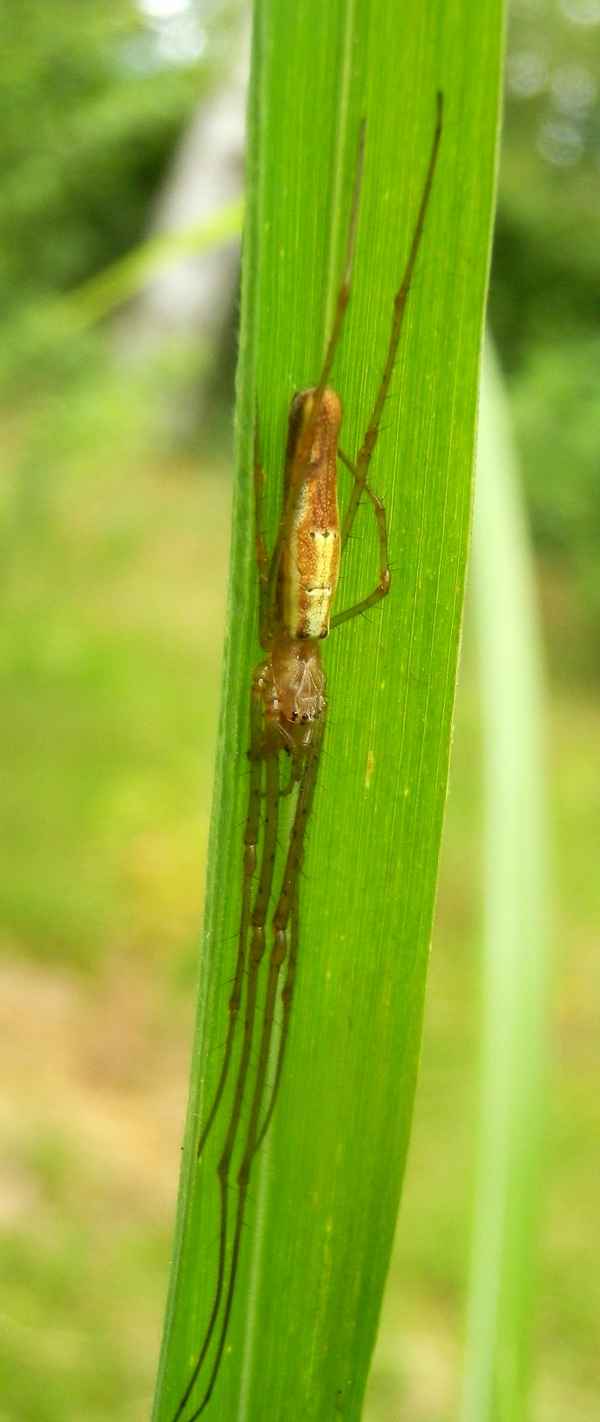 Bergstreckerspinne