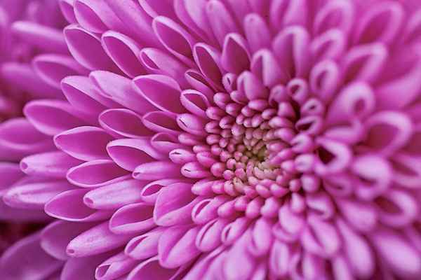 Blume-0103