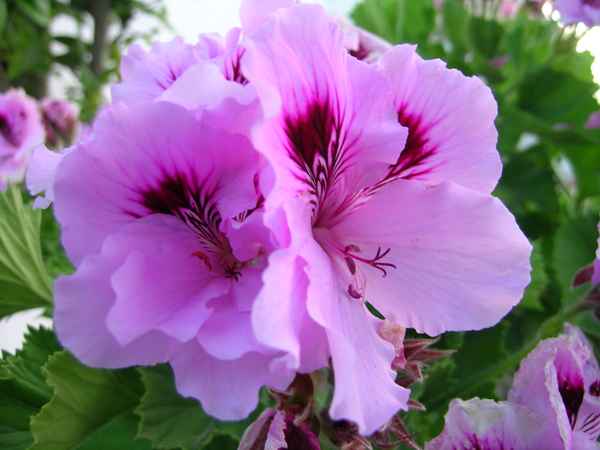 Pelargonie