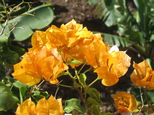 Bouganivillea06