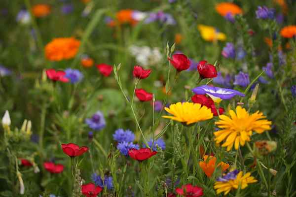 Blick in die Blumenwiese 4