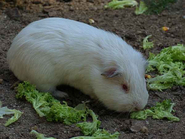 Salatliebhaber