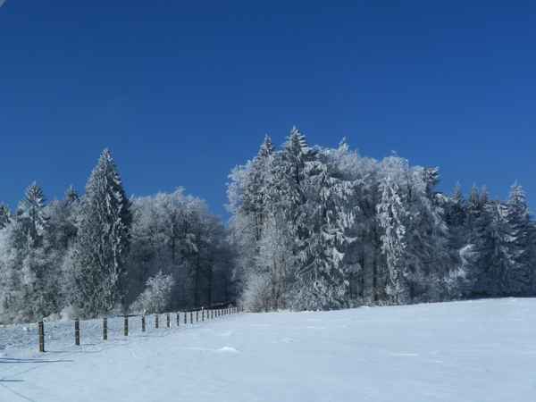 Waldrand im Winter