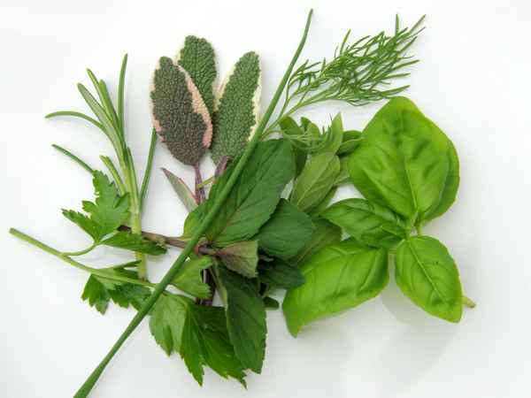 frische kräuter
