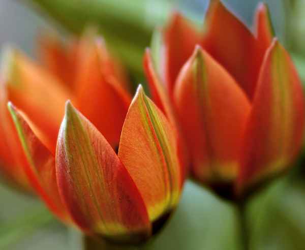 Wildtulpen