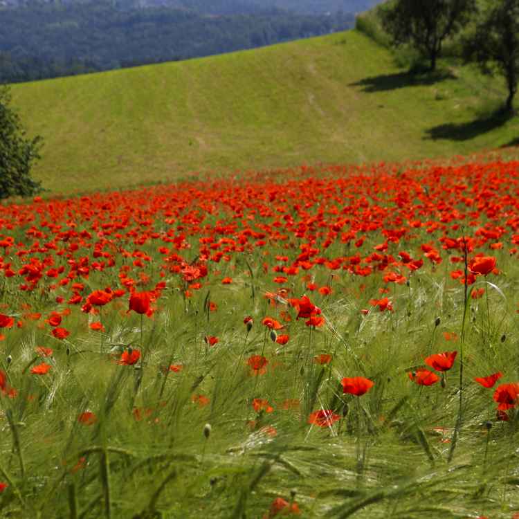 mohnblumen-weizenfeld