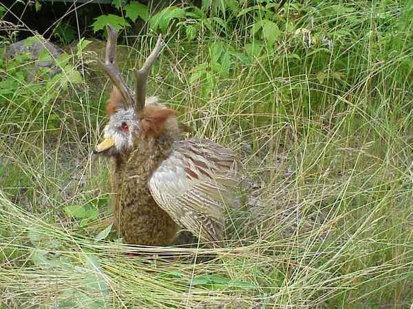 Wilder Wolpertinger in freier Wildbahn