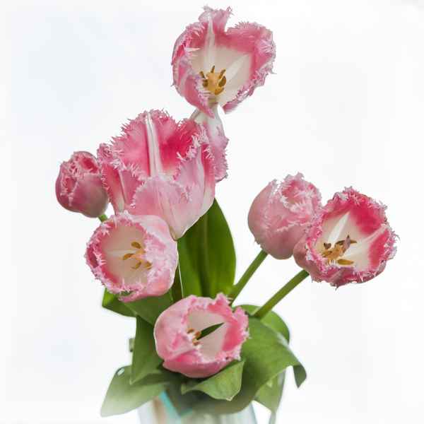 Tulpen
