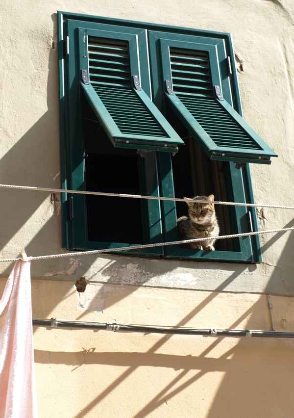 Katze schaut aus Fenster