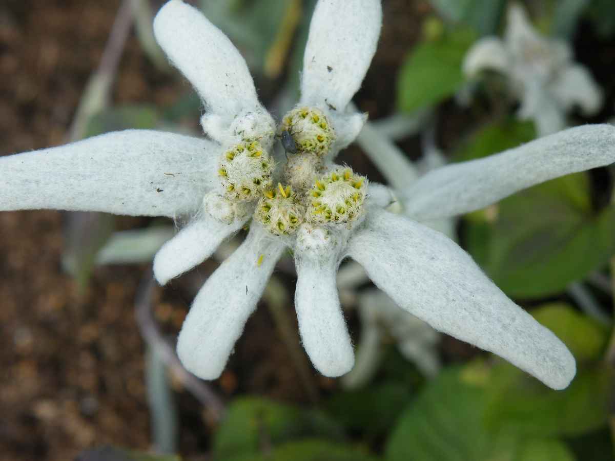 edelweiß