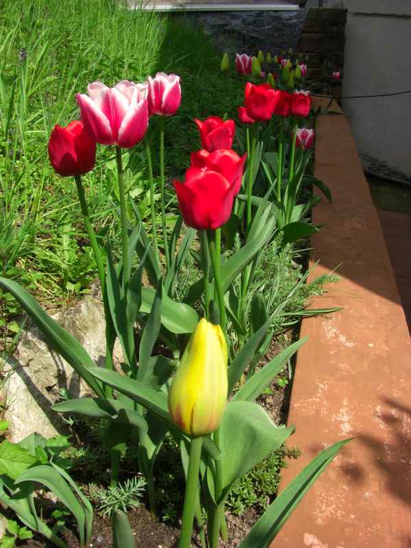 Tulpen...Tulpen...Tulpen
