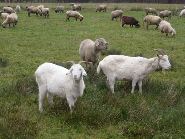  Schafe u. Ziegen im Sauerland