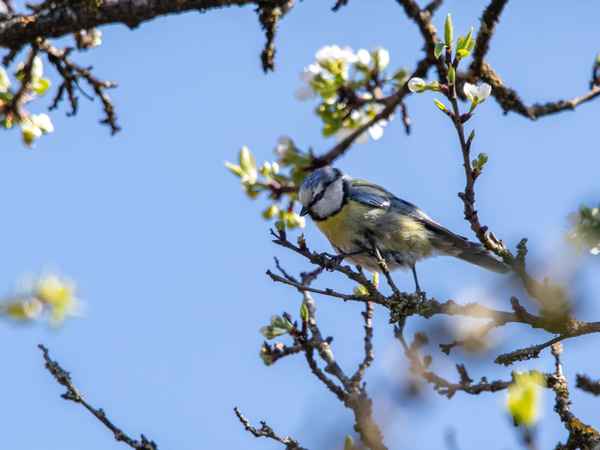 Vom Wind zerzaust ...
