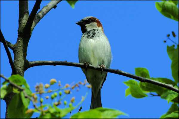 Spatz in der Kirsche