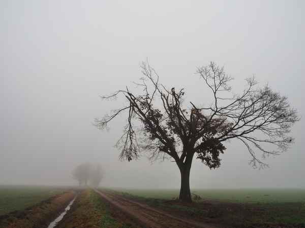 morgennebel nach dem sturm
