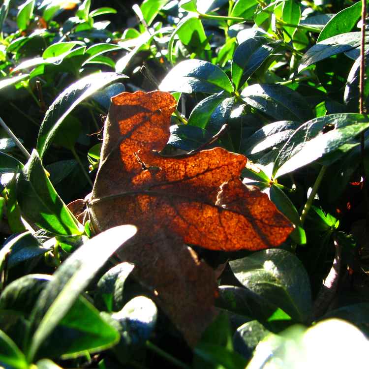 herabgefallenes Blatt