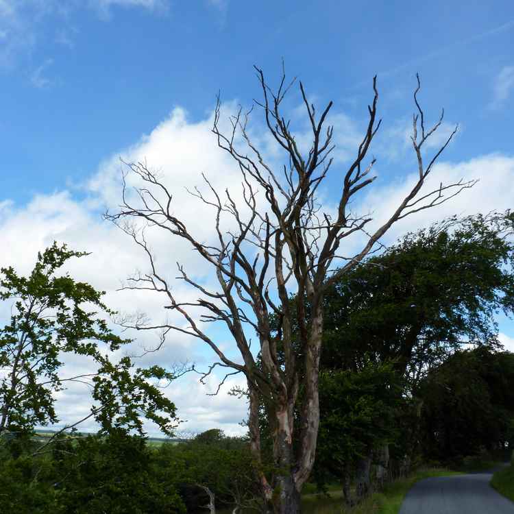 Alter, knochiger Baum am Straßenrand