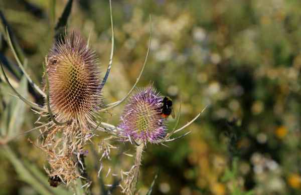 Karde mit Hummel