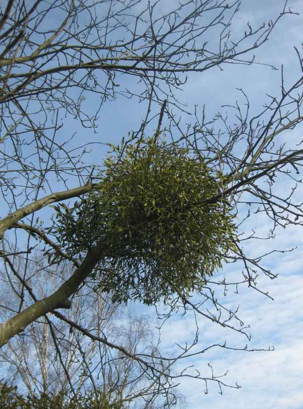 Baum mit Mistelkugel