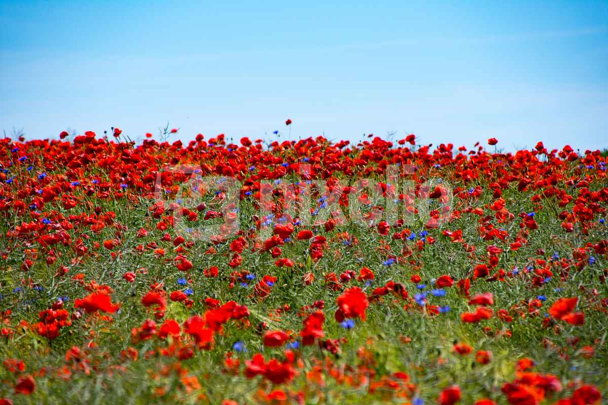 Klatschmohn Feld