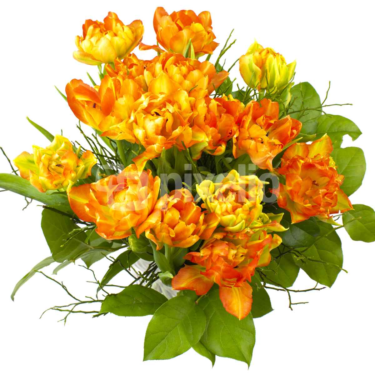 Tulpen