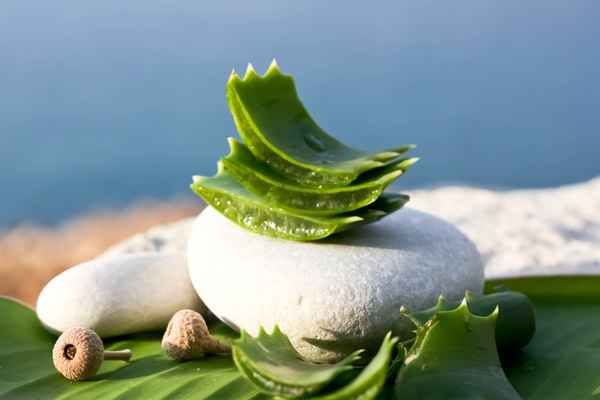 Essbare Aloe Vera Stückchen