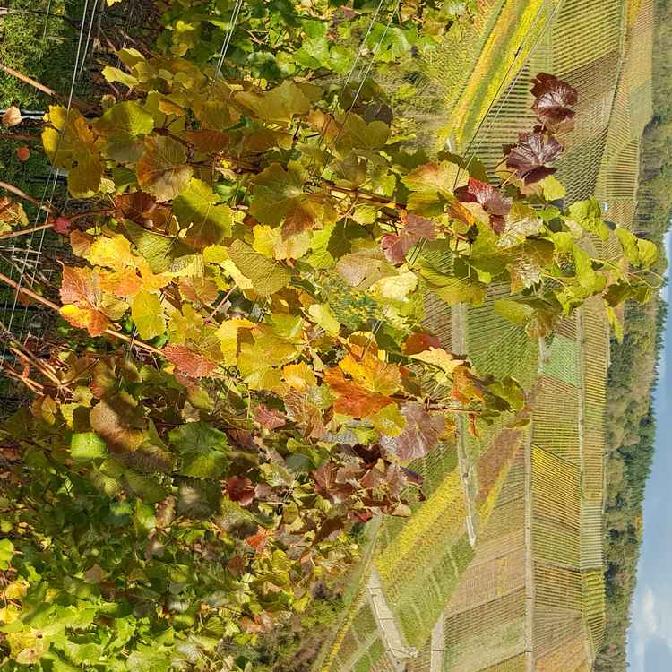 Herbstimmung in den Weinbergen an der Ahr
