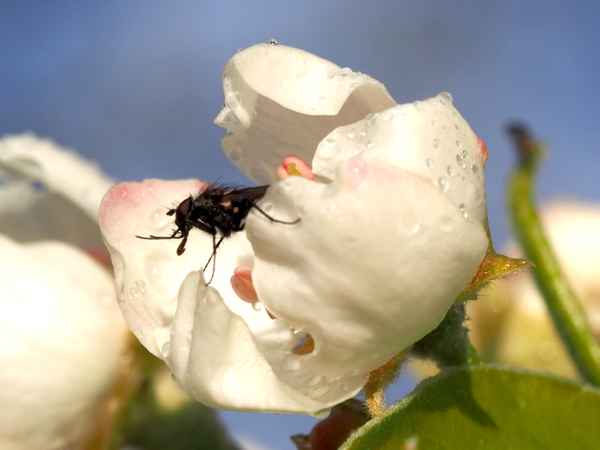 ich halt nach dem frühling ausschau