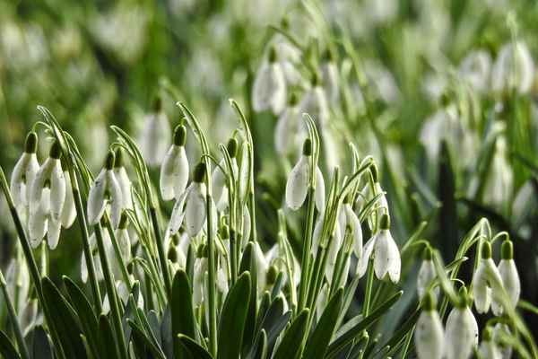 Schneeglöckchen